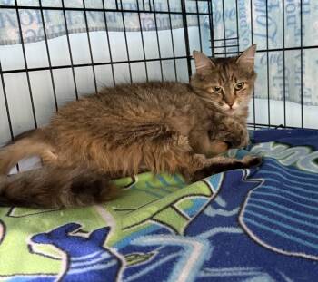 Rescue Domestic Medium Hair Cats for Adoption in New Cumberland, West Virginia - Amber | PetCurious