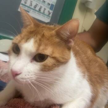 Amelia -  Domestic Short Hair Cat for Adoption in Lakewood, Colorado - Amelia | PetCurious