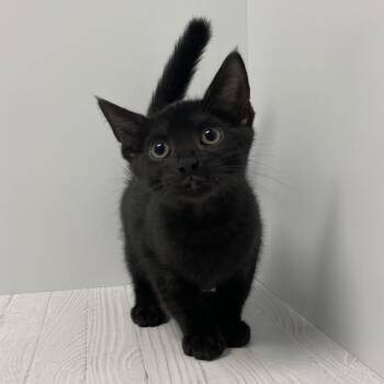 Jake -  Domestic Short Hair Cat for Adoption in Dayton, Ohio - Jake | PetCurious