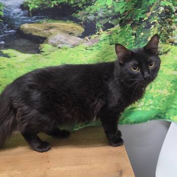Don -  Domestic Long Hair Cat for Adoption in Normal, Illinois - Don | PetCurious