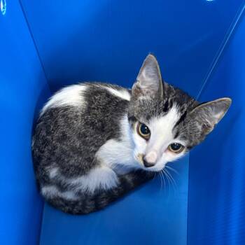Aegon -  Domestic Short Hair Cat for Adoption in Pasadena, California - Aegon | PetCurious