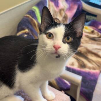 Ray -  Domestic Short Hair Cat for Adoption in Saint Charles, Missouri - Ray | PetCurious