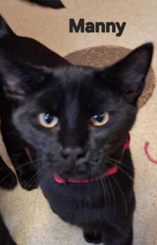 Manny -  Domestic Short Hair Cat for Adoption in Westfield, New York - Manny | PetCurious
