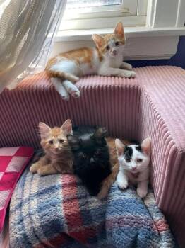 Jupiter -  Domestic Medium Hair Cat for Adoption in Chicago, Illinois - Jupiter | PetCurious