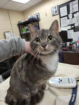 JADE -  Domestic Short Hair Cat for Adoption in Aliquippa, Pennsylvania - JADE | PetCurious
