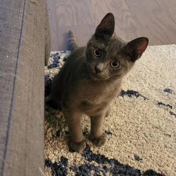 Osheaga-Must be adopted as a buddy cat -  Domestic Short Hair Cat for Adoption in Toronto, Ontario - Osheaga-Must Be Adopted As A Buddy Cat | PetCurious