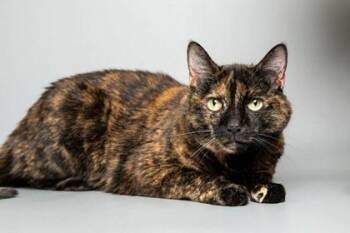 Domestic Short Hair Cats Available for Adoption in Longmont, Colorado - Venus | PetCurious