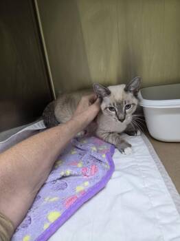 Jitzu (TAS) -  Domestic Short Hair and Siamese Cat for Adoption in Trenton, New Jersey - Jitzu (TAS) | PetCurious