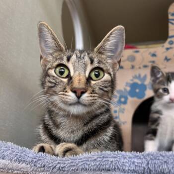 Dahlia -  Domestic Short Hair Cat for Adoption in West Olive, Michigan - Dahlia | PetCurious