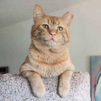 Domestic Short Hair Cats Available for Adoption in San Tan Valley, Arizona - Ollie | PetCurious