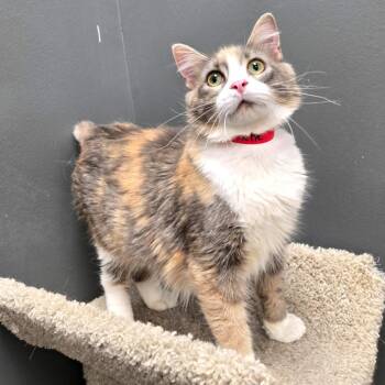 Baby Kitty (KeKe) -  Domestic Short Hair Cat for Adoption in Buffalo, New York - Baby Kitty (KeKe) | PetCurious