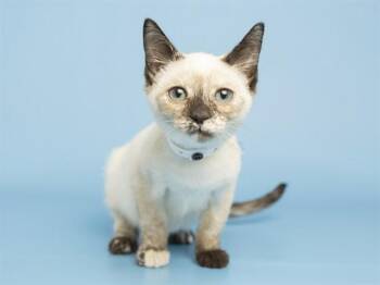 Domestic Short Hair Cats Available for Adoption in Phoenix, Arizona - SISSY | PetCurious