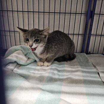 Elisabeth -  Domestic Short Hair Cat for Adoption in Burlington, Iowa - Elisabeth | PetCurious