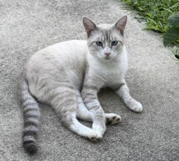 Boomerang -  Siamese and Domestic Short Hair Cat for Adoption in St. Augustine, Florida - Boomerang | PetCurious