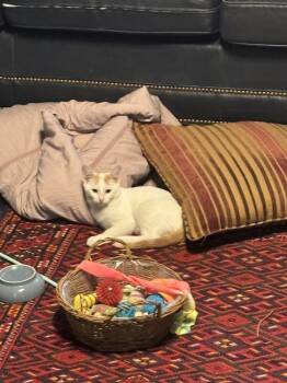 Rescue Turkish Van Cats for Adoption in Cary, North Carolina - Bill | PetCurious