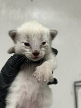 Rescue Domestic Short Hair Cats for Adoption in San Bernardino, California - XAVIER | PetCurious