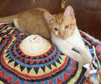 Rescue Domestic Short Hair Cats for Adoption in Alexandria, Virginia - Cardinal - KITTEN In Foster | PetCurious