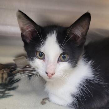 Pepper -  Domestic Short Hair Cat for Adoption in Milan, Illinois - Pepper | PetCurious