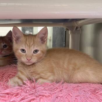 Clubbo -  Domestic Short Hair Cat for Adoption in York, Pennsylvania - Clubbo | PetCurious