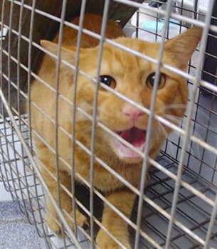 A1270410 -  Domestic Short Hair Cat for Adoption in Charlotte, North Carolina - A1270410 | PetCurious