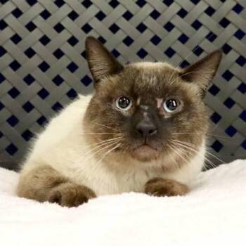 Siamese Cats Available for Adoption - Tao | PetCurious