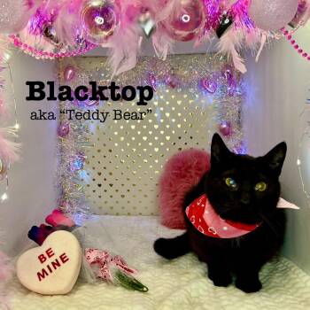 Domestic Short Hair Cats Available for Adoption - Blacktop (Teddy Bear) | PetCurious