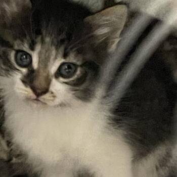 Liam -  Domestic Short Hair Cat for Adoption in Priest River, Idaho - Liam | PetCurious