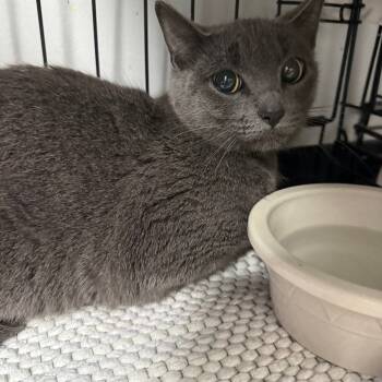 Rescue Domestic Short Hair Cats for Adoption in Normal, Illinois - Obsidian | PetCurious