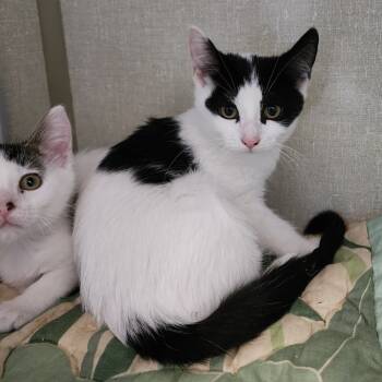 Rescue Domestic Short Hair Cats for Adoption in Monroe, Michigan - Yellowstone | PetCurious