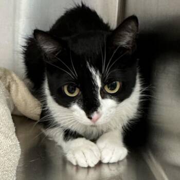 Mamma Mia! -  Domestic Short Hair Cat for Adoption in Naperville, Illinois - Mamma Mia! | PetCurious