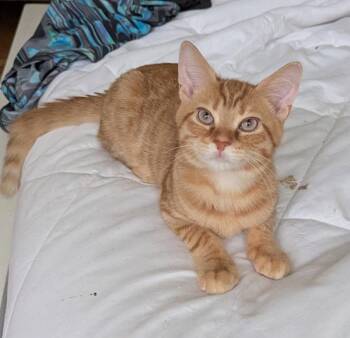 Rooster -  Tabby Cat for Adoption in Ocala, Florida - Rooster | PetCurious