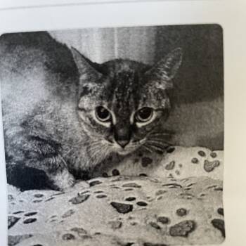 Rescue Domestic Short Hair Cats for Adoption in St. Louis, Missouri - Loyola | PetCurious