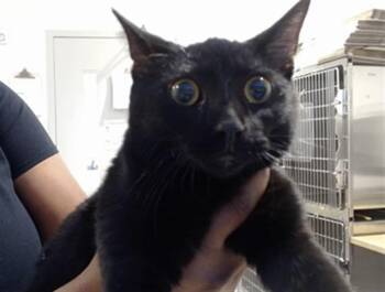 Rescue Domestic Short Hair Cats for Adoption in San Francisco, California - KEITH | PetCurious