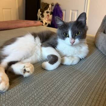 Dottie -  Domestic Long Hair Cat for Adoption in Webster, Texas - Dottie | PetCurious