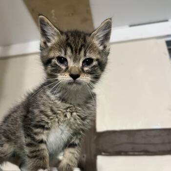 Domestic Short Hair and Tabby Cats Available for Adoption in Mastic, New York - Spider | PetCurious