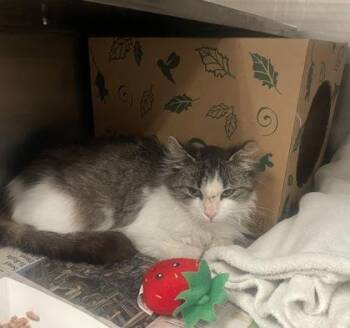 Domestic Medium Hair and Domestic Short Hair Cats Available for Adoption in West Chester, Pennsylvania - Tres Leches | PetCurious