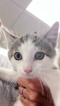 Fudge pop -  Domestic Short Hair Cat for Adoption in Greenfield, Indiana - Fudge Pop | PetCurious