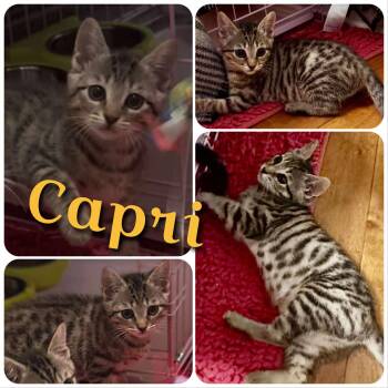 Rescue Domestic Short Hair Cats for Adoption in Hollister, California - Capri | PetCurious