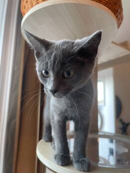 Rescue Domestic Short Hair Cats for Adoption in Youngsville, North Carolina - Hobbes25 | PetCurious