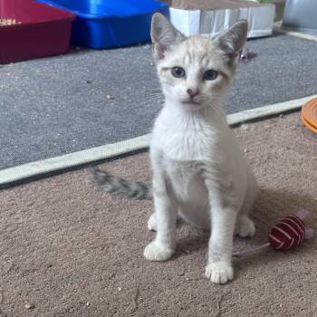 CHILI -  Siamese Cat for Adoption in Frederick, Maryland - CHILI | PetCurious