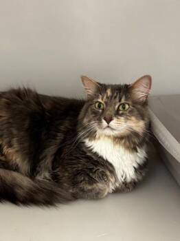 Sunny -  Domestic Long Hair and Domestic Short Hair Cat for Adoption in Kalispell, Montana - Sunny | PetCurious