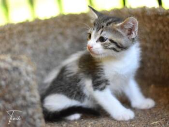 Taxi -  Calico Cat for Adoption in Montgomery, Texas - Taxi | PetCurious
