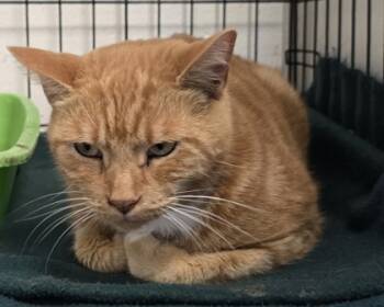 Rescue Domestic Short Hair Cats for Adoption in Anderson, Indiana - Brando | PetCurious