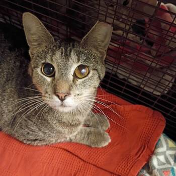 Bree -  Domestic Short Hair Cat for Adoption in Chicago, Illinois - Bree | PetCurious