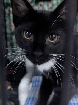 Percy -  Domestic Short Hair Cat for Adoption in St. Cloud, Minnesota - Percy | PetCurious
