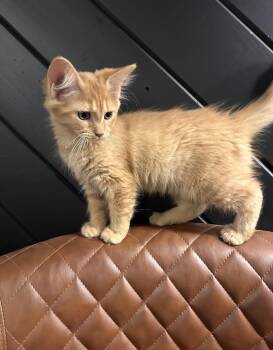Moolah -  Domestic Long Hair Cat for Adoption in Nashville, Tennessee - Moolah | PetCurious