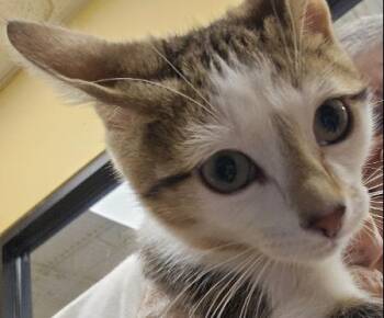 Rescue Domestic Short Hair Cats for Adoption in Evans City, Pennsylvania - Chip | PetCurious