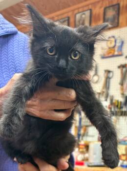 Rescue Domestic Medium Hair Cats for Adoption in Danielsville, Georgia - Sister Sledge | PetCurious