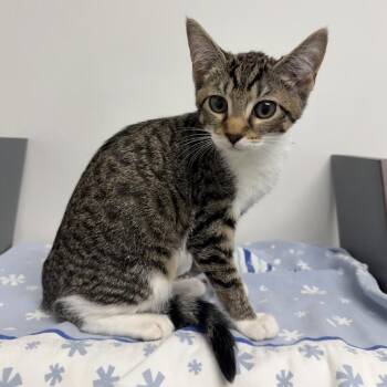 Moana -  Domestic Short Hair Cat for Adoption in West Palm Beach, Florida - Moana | PetCurious