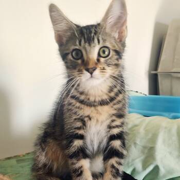 Rescue Domestic Short Hair Cats for Adoption in Santa Fe, New Mexico - Plinko | PetCurious